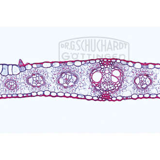 Zea mays, Mais, monokotyles Blatt
