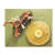 Mykorrhiza der Waldkiefer Modell SOMSO® 2
