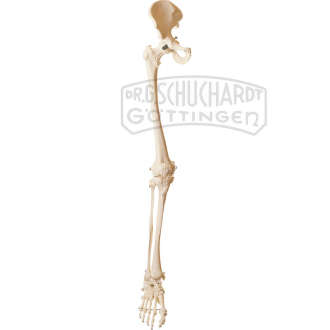Beinskelett mit halbem Becken Modell SOMSO®