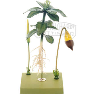 Sternmoos  Gametophyt mit Sporophyt Modell SOMSO®