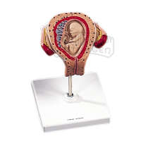Fetus Modell 3. Monat DeLuxe