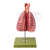 Topographie der Brusteingeweide Modell SOMSO® 2