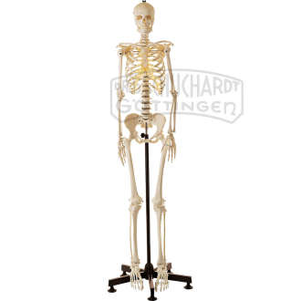 Künstliches Homo-Skelett  weiblich Modell SOMSO®