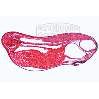 Frosch-Entwicklung (Rana spec)