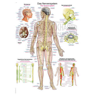 Lehrtafel "Das Nervensystem"