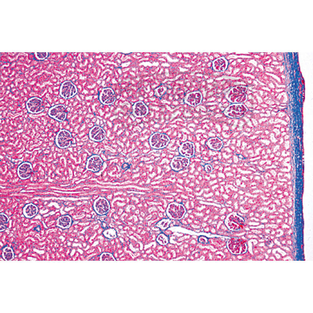 LIEDER Histologie: Ausscheidungsorgane 6 Mikropräparate
