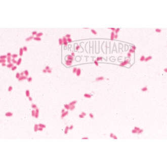 Escherichia coli, Darmbakterien, Ausstrich