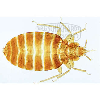 Cimex lectularius, Bettwanze, Totalpräparat