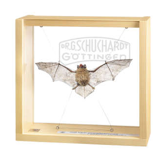 Zwergfledermaus  Männchen (Pipistrellus pipistrellus) Modell SOMSO®