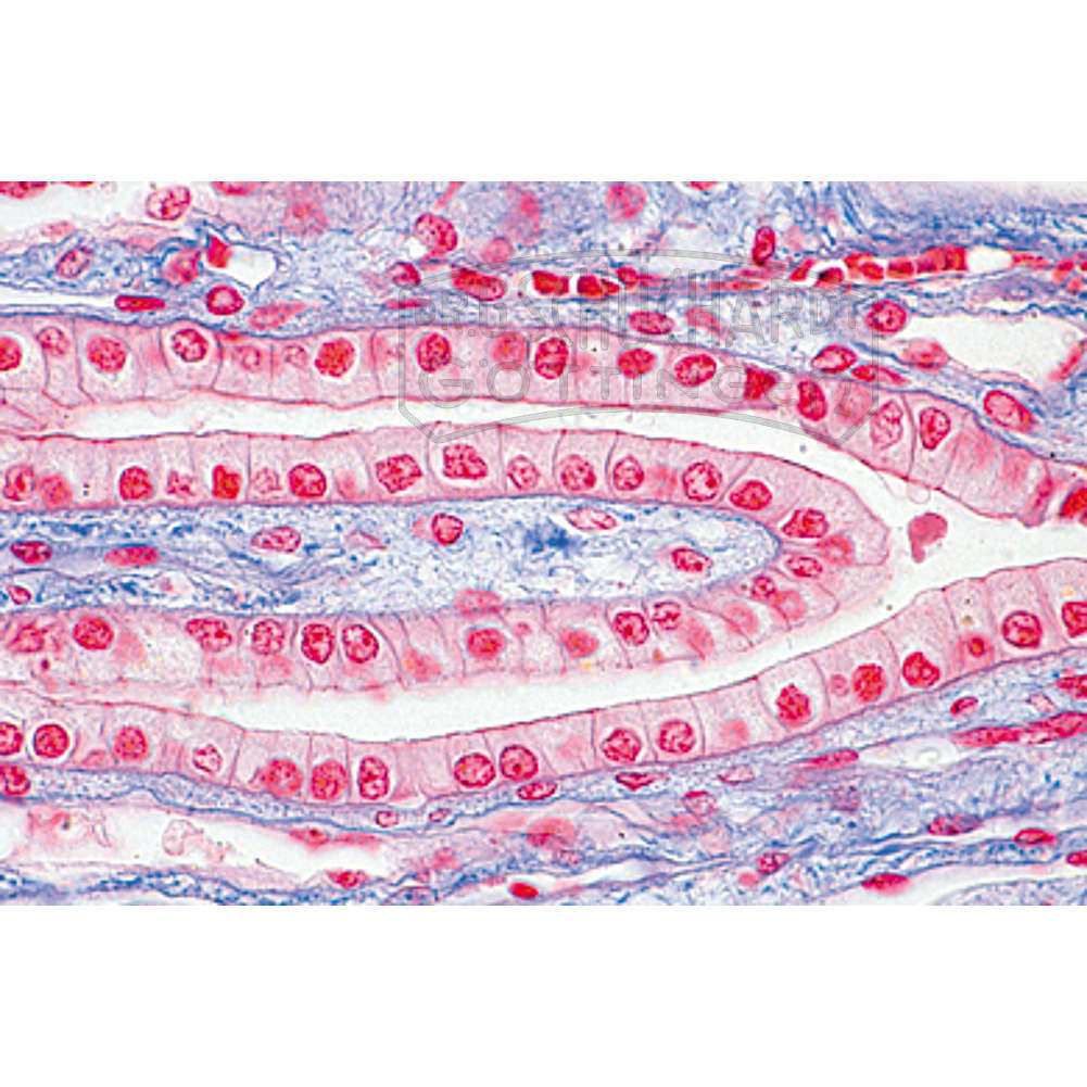 Einzelpräparate Histologie und Menschenkunde