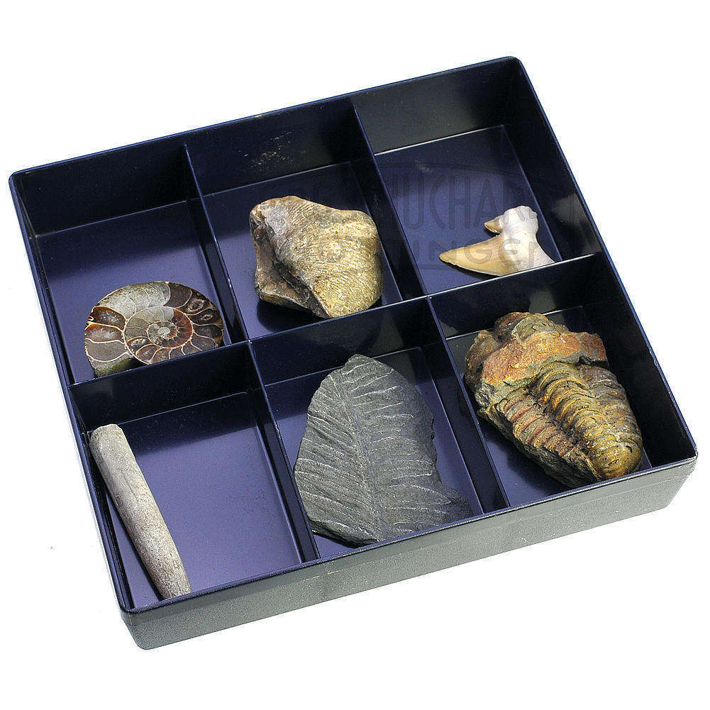 Sammlung typischer Fossilien in Kasten