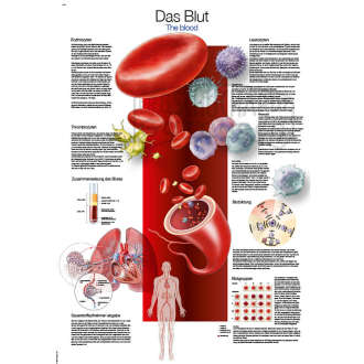 Lehrtafel "Das Blut"