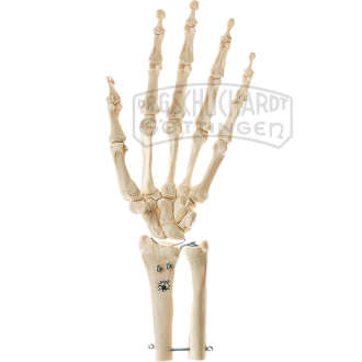 Handskelett mit Unterarmansatz (starr) Modell SOMSO®