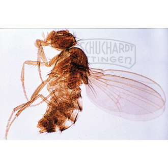 Drosophila, Taufliege, Männchen oder Weibchen total