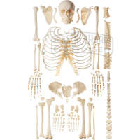 Unmontiertes Homo-Skelett Modell SOMSO®