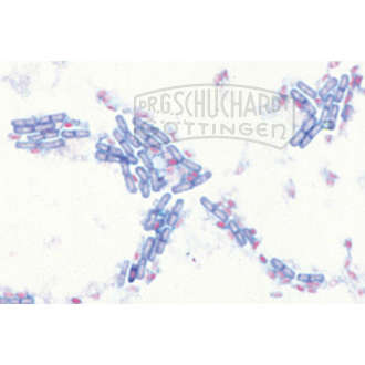 Bacillus subtilis, Heubazillen Präparat