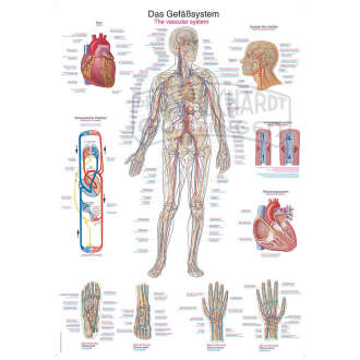 Lehrtafel "Das Gefäßsystem"
