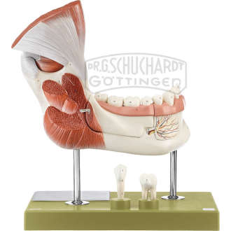 Rechter Unterkiefer mit Muskelansätzen Modell SOMSO®