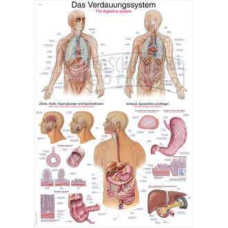 Lehrtafel "Das Verdauungssystem"