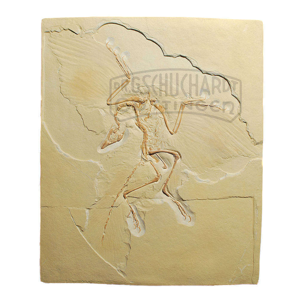 Archaeopteryx lithographica - Abguss