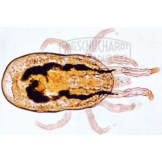 Dermanyssus gallinae, Hühnermilbe, Totalpräparat