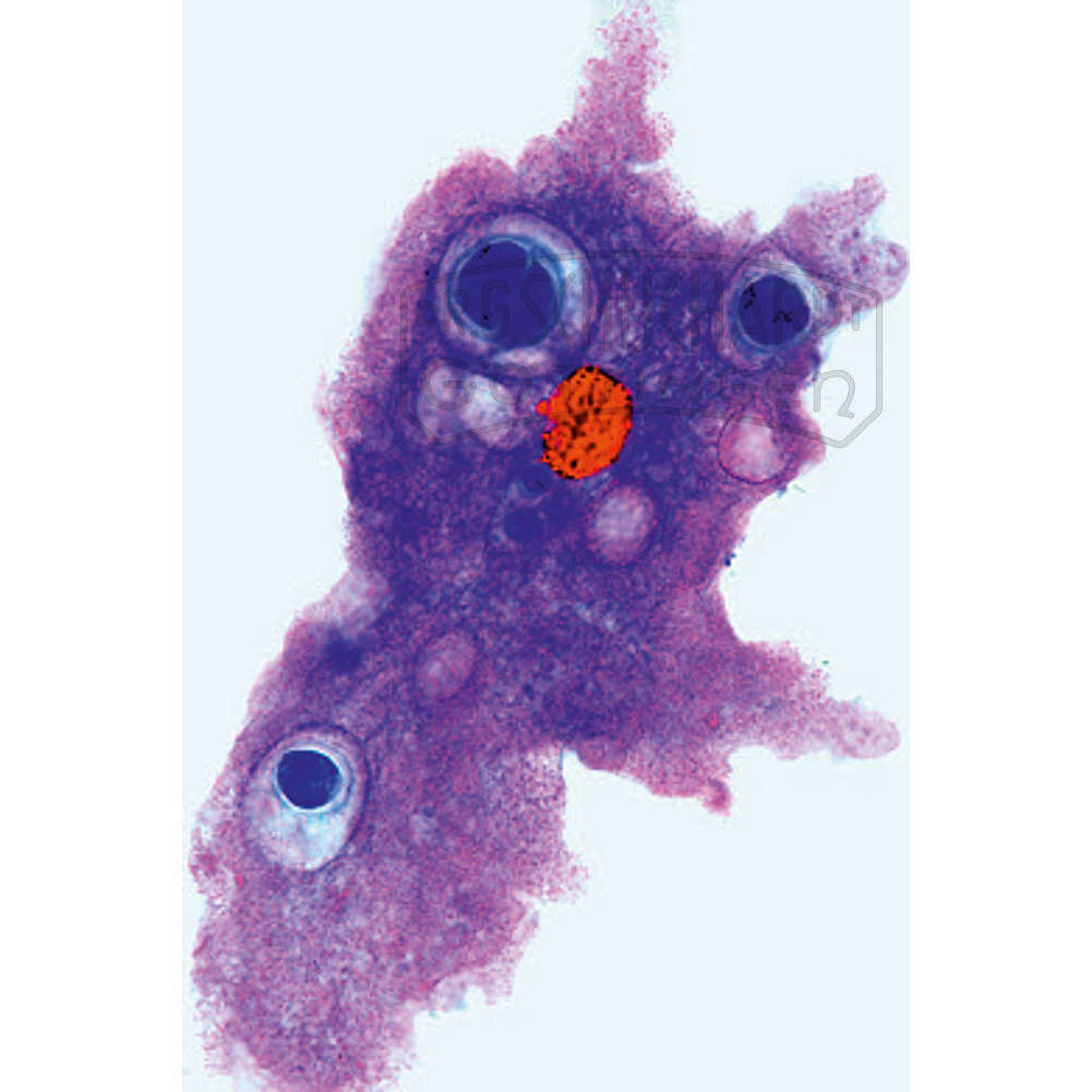 LIEDER Multimediapaket Lehrer: Protozoen Basissatz 6 Einheiten