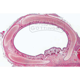 Luftröhre (Trachea), Kaninchen, quer