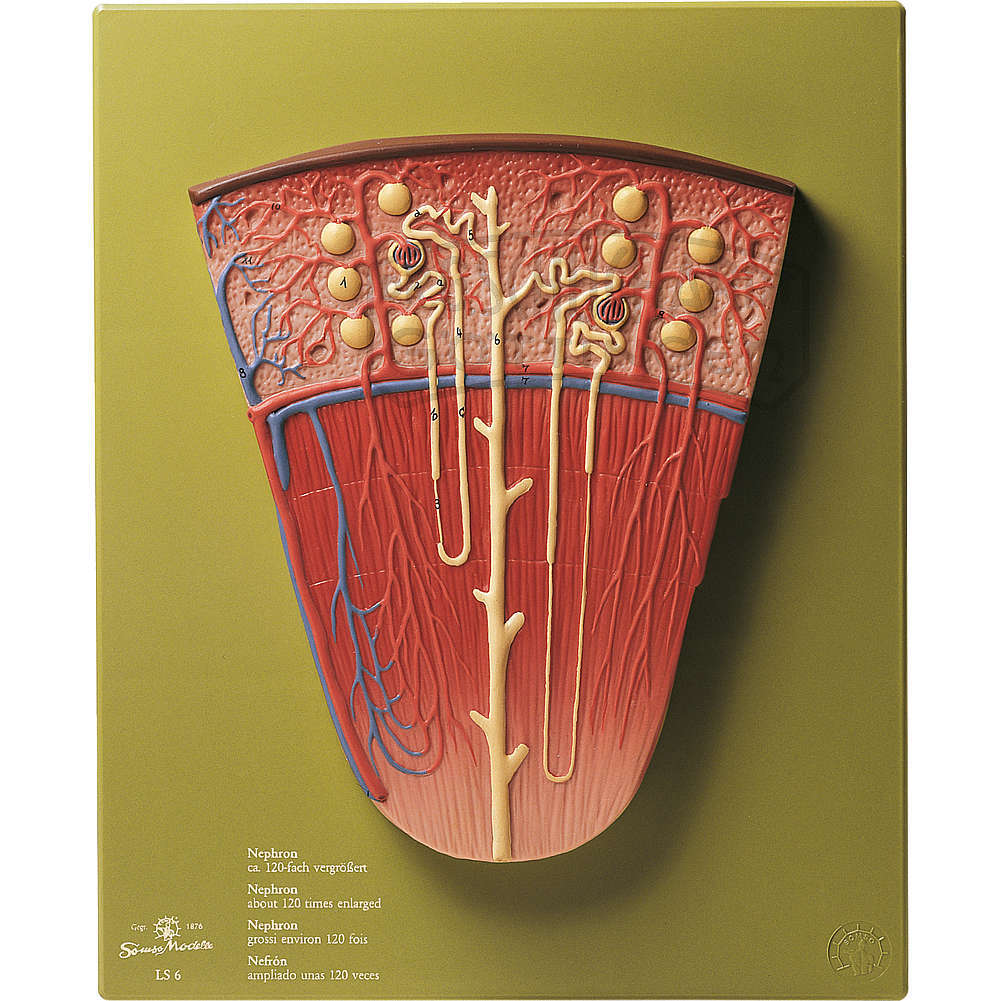 Nephron Modell SOMSO®