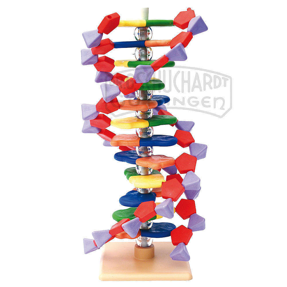 DNA-Modelle & Kits zur DNA-Analyse
