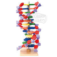 DNS-kleines Modell MOLYMOD