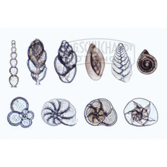 Foraminifera, Kammertierchen, viele verschiedene Formen