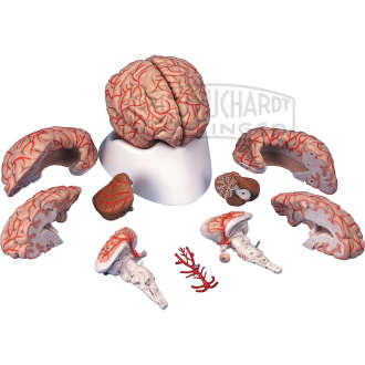 Gehirn mit Arterien 9-teilig DeLuxe