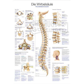 Lehrtafel "Die Wirbelsäule"