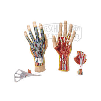 Hand-Struktur-Modell 3-teilig DeLuxe
