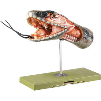 Anatomie des Schlangenkopfes Modell SOMSO®
