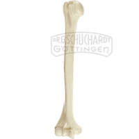 Oberarmknochen (Humerus) Modell SOMSO®