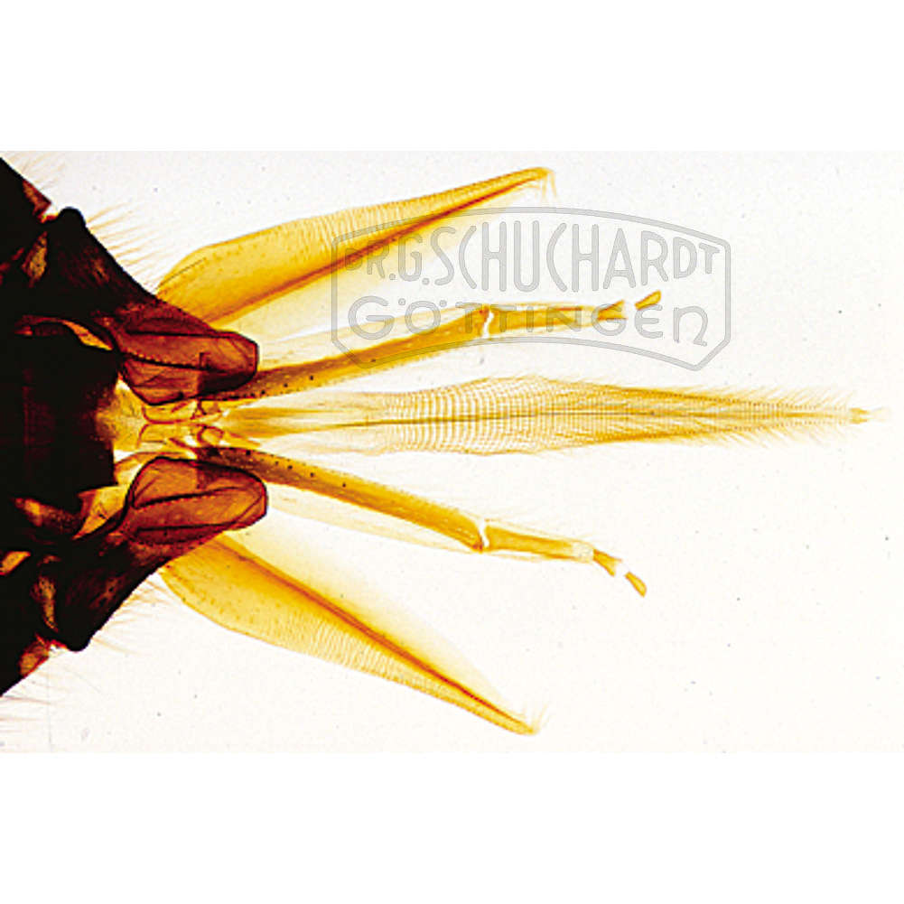 LIEDER Die Honigbiene (Apis mellifera) 18 Präparate