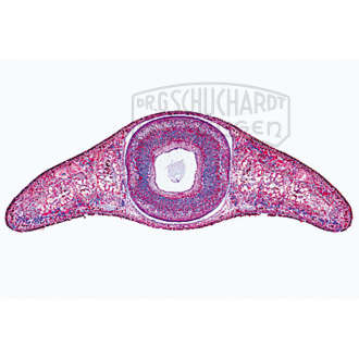 Planaria, Strudelwurm, Querschnitt durch die Körpermitte