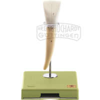 Unterer Schneidezahn Modell SOMSO®