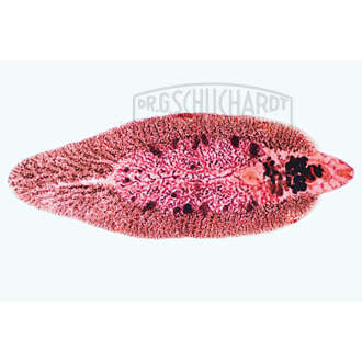 Distomum hepaticum (Fasciola), großer Leberegel, total