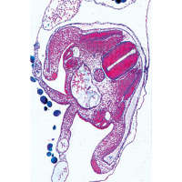 LIEDER Multimediapaket Lehrer: Embryologie & Entwicklung der Tiere Ergänzungssatz von 12 Einheiten
