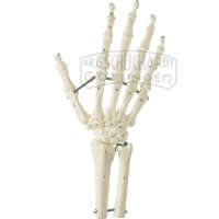 Handskelett mit Unterarmansatz (Elastische Montage) Modell SOMSO®