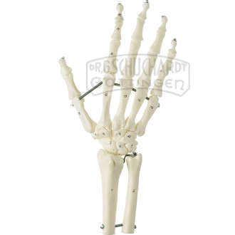 Handskelett mit Unterarmansatz (Elastische Montage) Modell SOMSO®