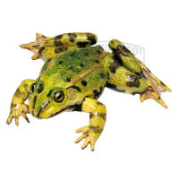 Teichfrosch Männchen Modell SOMSO®