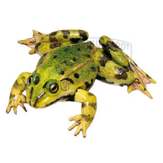 Teichfrosch Männchen Modell SOMSO®