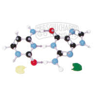 Molekülbaukasten Struktur der DNS MOLYMOD