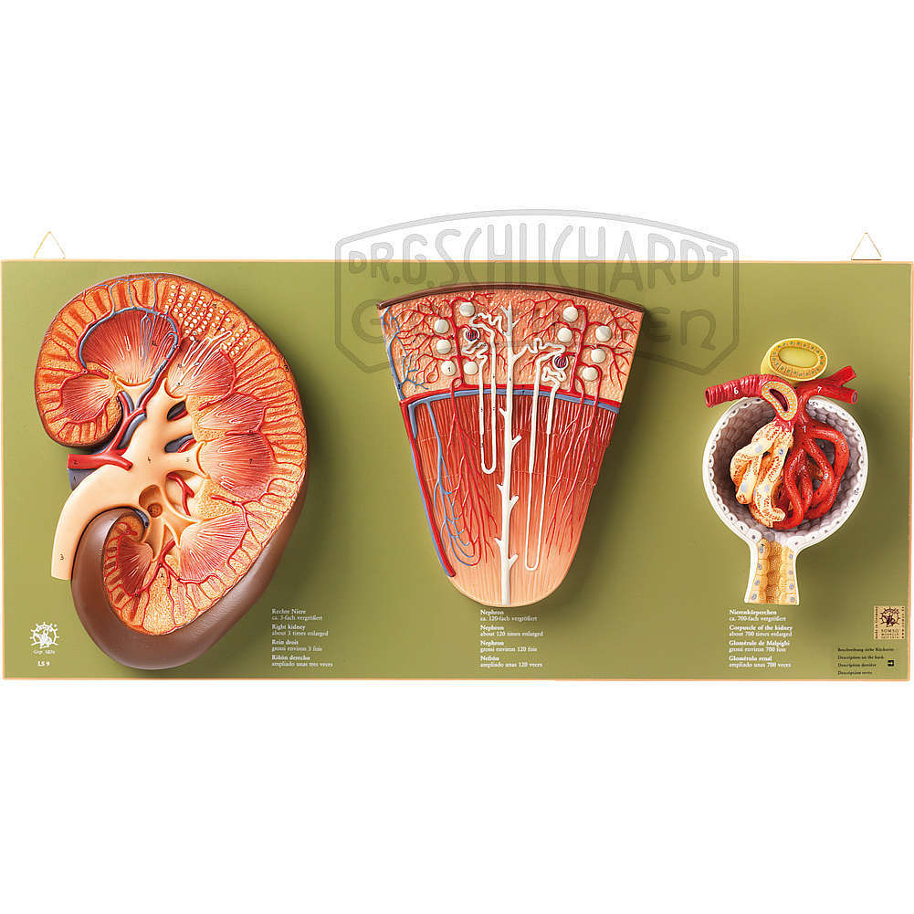 Niere Nephron & Nierenkörperchen Modell SOMSO®