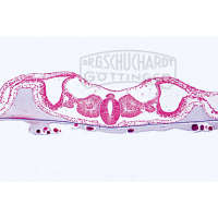 Embryo vom Huhn, 48 Stunden alt, quer