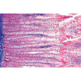 Zwölffingerdarm (Duodenum) vom Schwein, quer