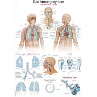 Lehrtafel "Das Atmungssystem"